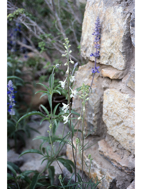 Delphinium wootonii (Organ mountain larkspur) #68885