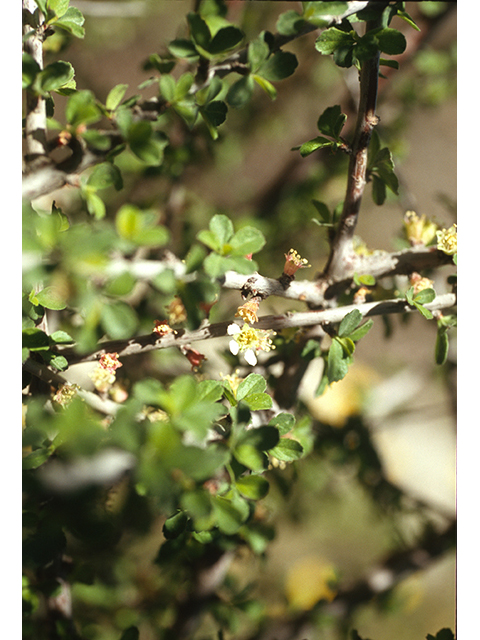 Prunus havardii (Havard's plum) #68892