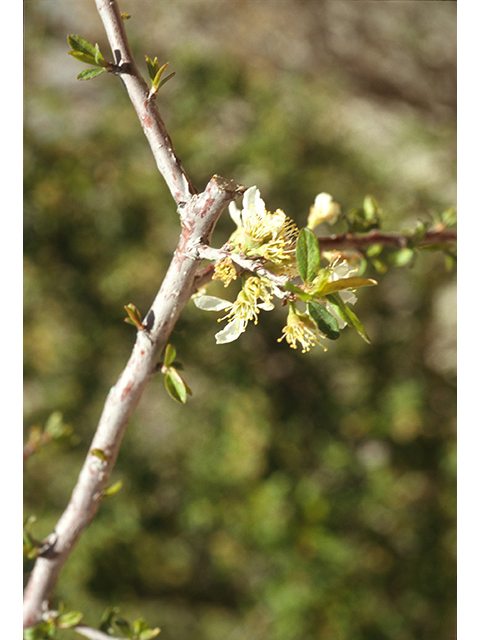 Prunus minutiflora (Texas almond) #68903