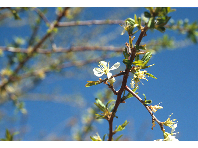 Prunus minutiflora (Texas almond) #68904