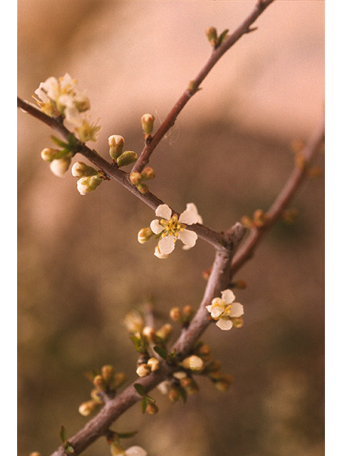 Prunus minutiflora (Texas almond) #68905