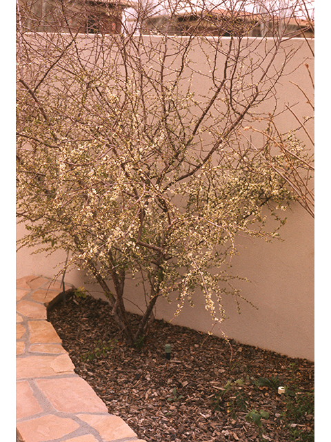 Prunus minutiflora (Texas almond) #68906