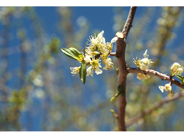 Prunus minutiflora (Texas almond) #68907