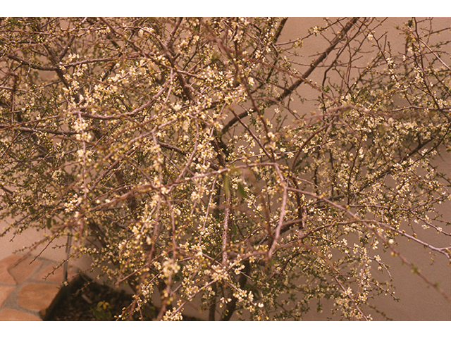 Prunus minutiflora (Texas almond) #68909