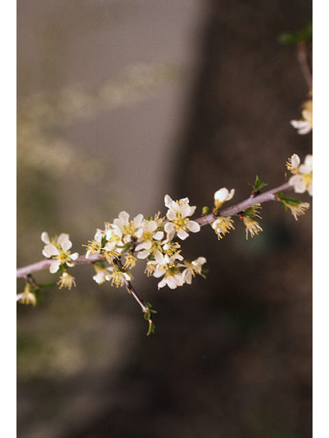 Prunus minutiflora (Texas almond) #68910