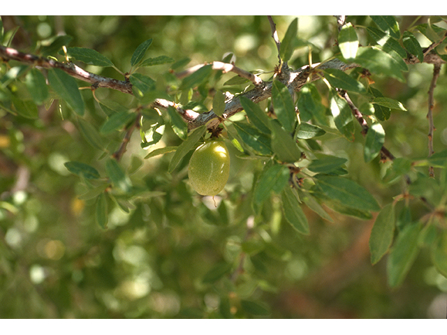 Prunus minutiflora (Texas almond) #68911