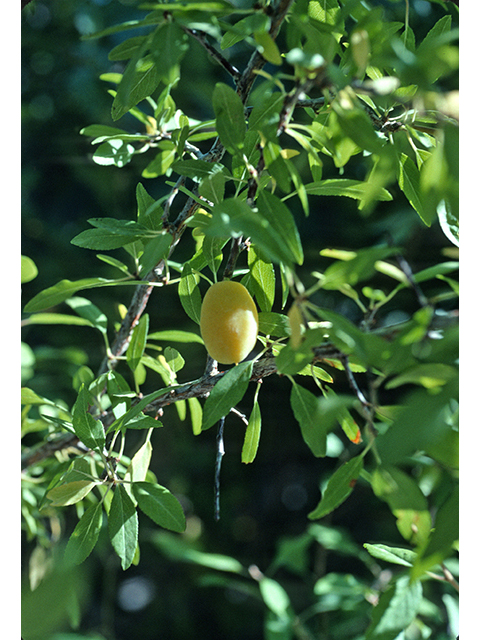 Prunus minutiflora (Texas almond) #68912
