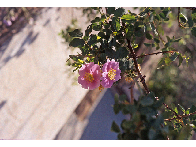 Rosa woodsii (Woods' rose) #68916
