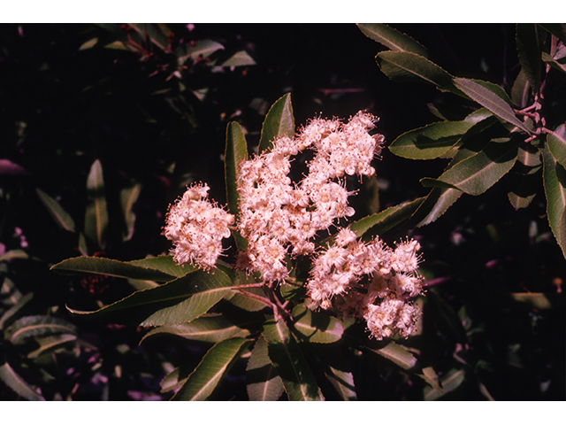 Vauquelinia californica (Arizona rosewood) #68918