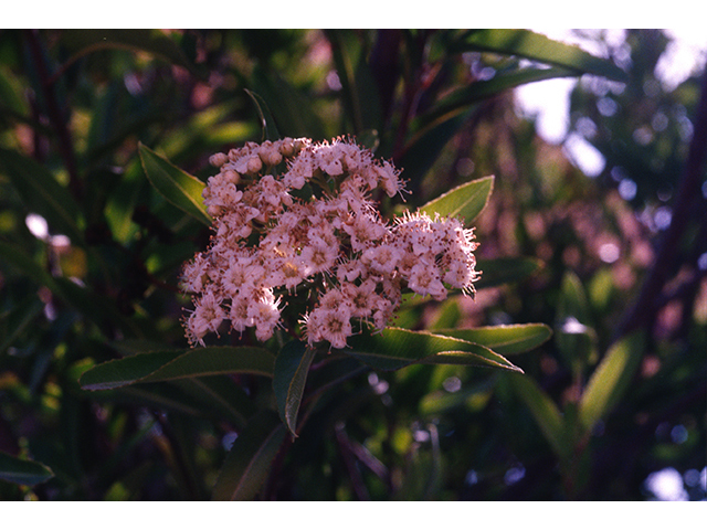Vauquelinia californica (Arizona rosewood) #68920