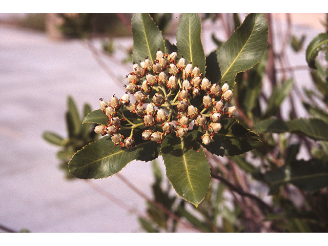 Vauquelinia californica (Arizona rosewood) #68921