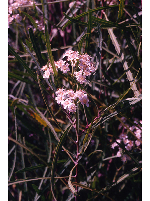 Vauquelinia corymbosa ssp. angustifolia (Chisos rosewood) #68923