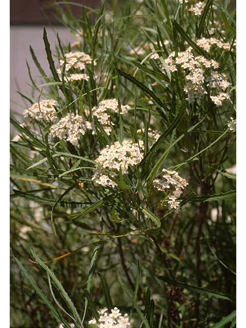 Vauquelinia corymbosa ssp. angustifolia (Chisos rosewood) #68924
