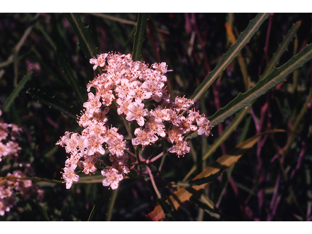 Vauquelinia corymbosa ssp. angustifolia (Chisos rosewood) #68926