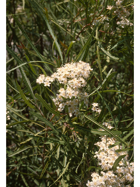 Vauquelinia corymbosa ssp. angustifolia (Chisos rosewood) #68927