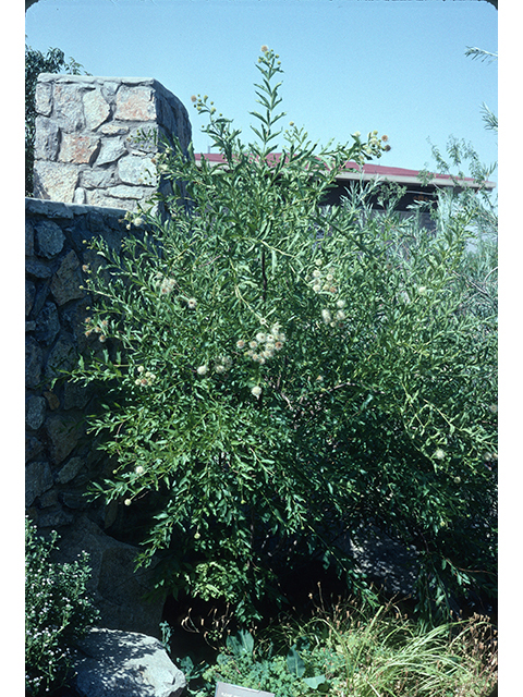 Cephalanthus occidentalis (Common buttonbush) #68928