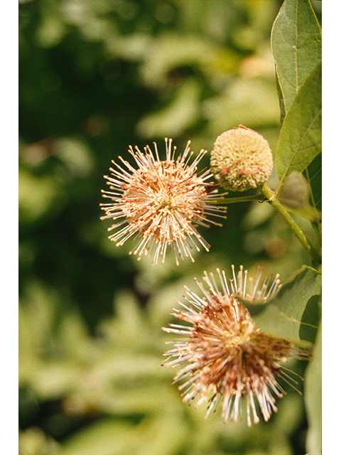 Cephalanthus occidentalis (Common buttonbush) #68929
