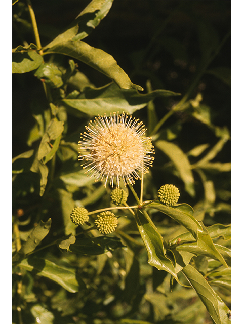 Cephalanthus occidentalis (Common buttonbush) #68930