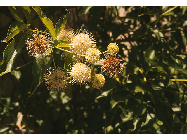 Cephalanthus occidentalis (Common buttonbush) #68931