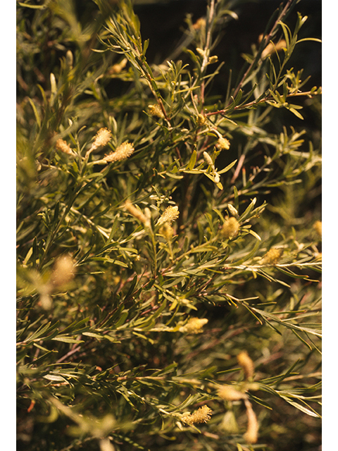 Salix taxifolia (Yewleaf willow) #68966