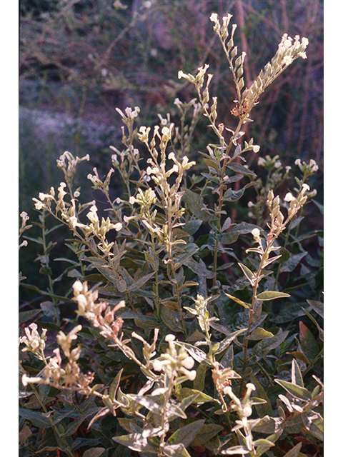 Nicotiana obtusifolia (Desert tobacco) #68976