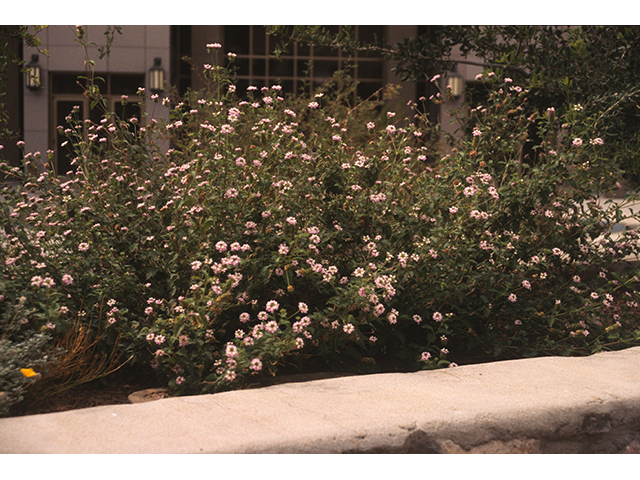 Lantana achyranthifolia (Brushland shrubverbena) #69001