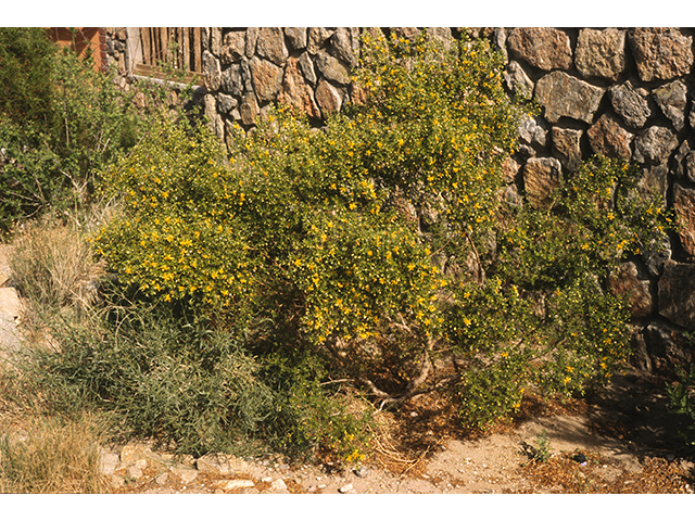 Larrea tridentata (Creosote bush) #69006