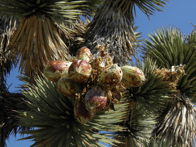 Yucca brevifolia (Joshua tree) #77404
