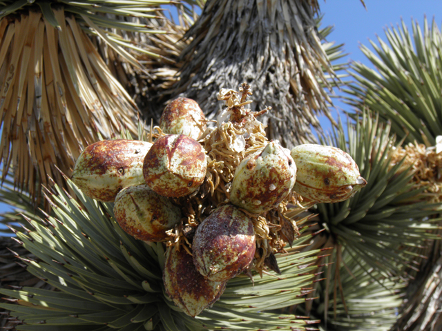 Yucca brevifolia (Joshua tree) #77405
