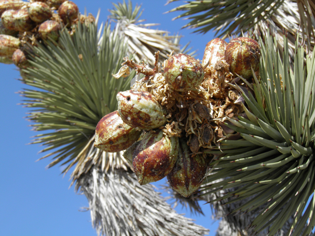 Yucca brevifolia (Joshua tree) #77406