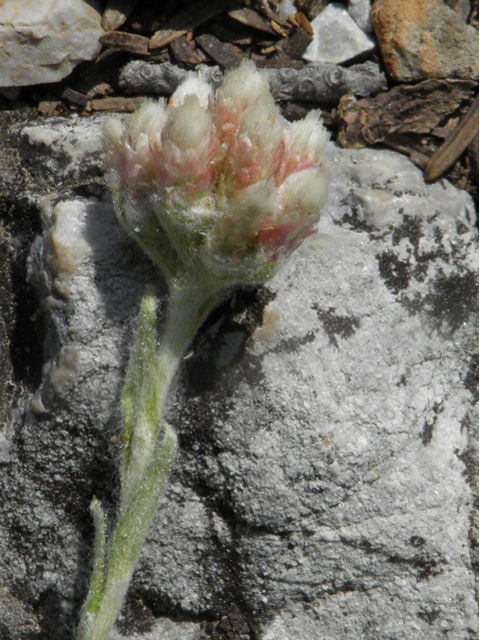 Antennaria rosea (Rosy pussytoes) #77408