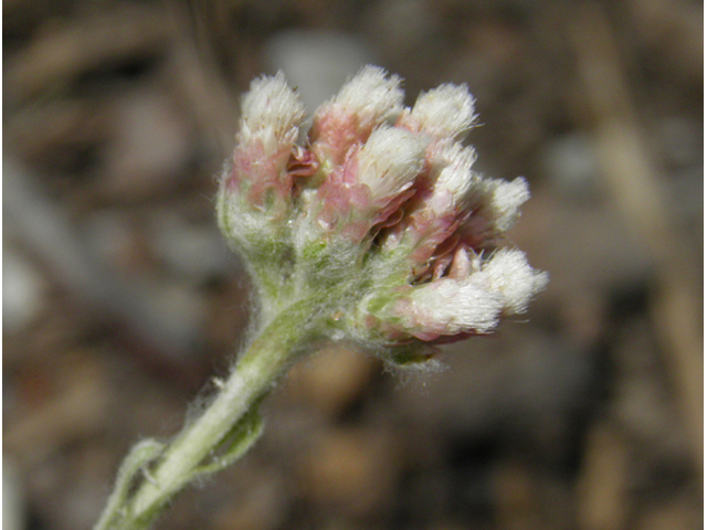 Antennaria rosea (Rosy pussytoes) #77410