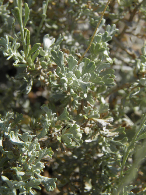 Artemisia nova (Black sagebrush) #77411