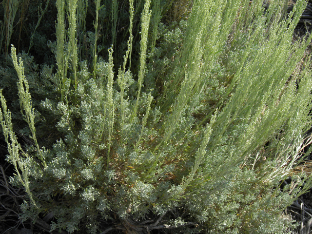Artemisia nova (Black sagebrush) #77412