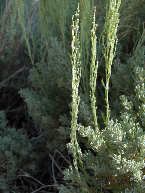 Artemisia nova (Black sagebrush) #77414
