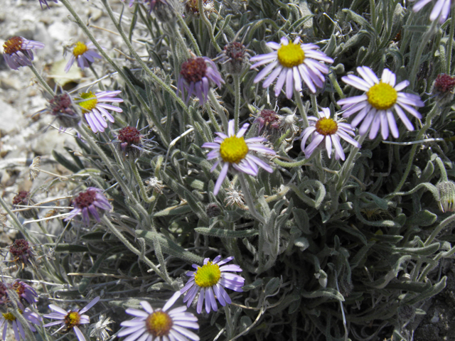 Erigeron concinnus (Navajo fleabane) #77432