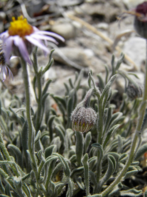 Erigeron concinnus (Navajo fleabane) #77434