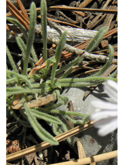Erigeron concinnus (Navajo fleabane) #77435