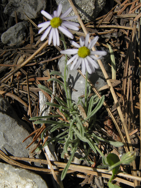 Erigeron concinnus (Navajo fleabane) #77436
