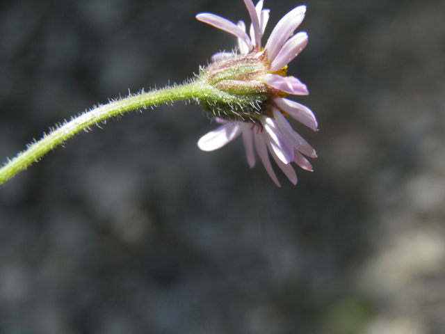 Erigeron concinnus (Navajo fleabane) #77439