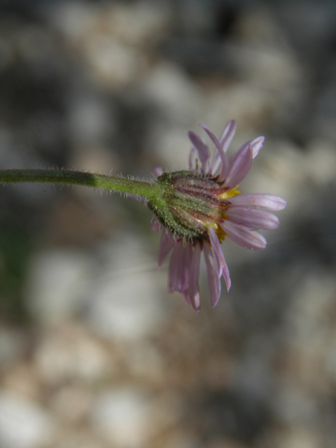 Erigeron concinnus (Navajo fleabane) #77440