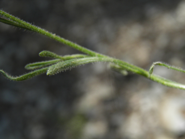 Erigeron concinnus (Navajo fleabane) #77441