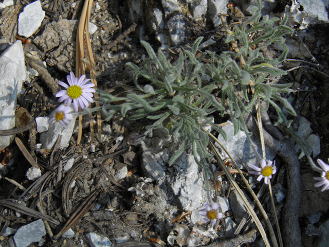 Erigeron concinnus (Navajo fleabane) #77442