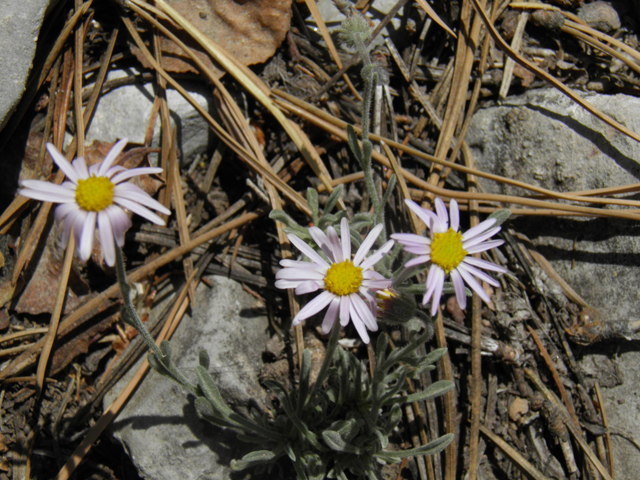 Erigeron concinnus (Navajo fleabane) #77443