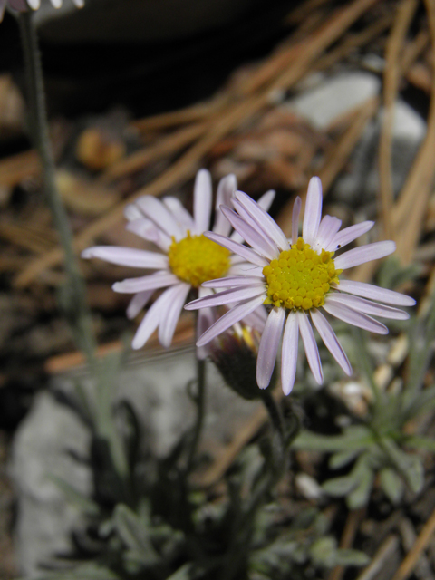 Erigeron concinnus (Navajo fleabane) #77444