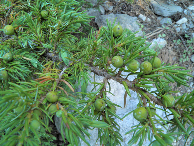 Juniperus communis (Common juniper) #77478