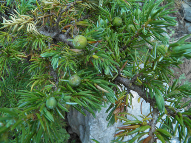 Juniperus communis (Common juniper) #77479