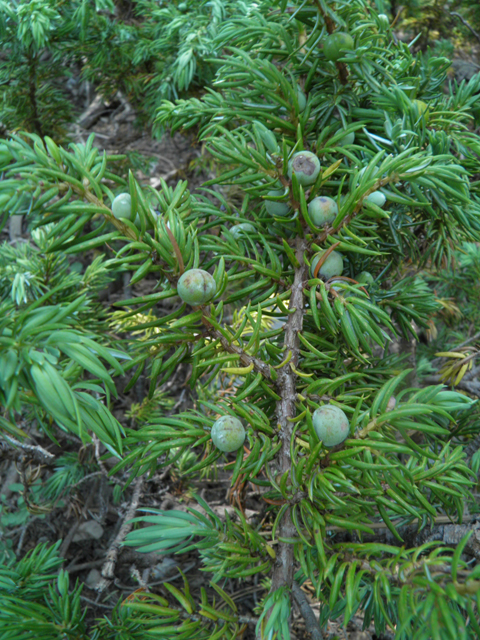 Juniperus communis (Common juniper) #77480