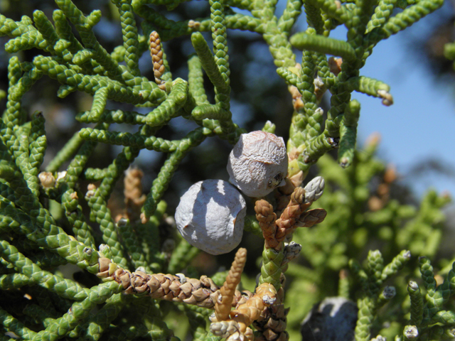 Juniperus osteosperma (Utah juniper) #77481