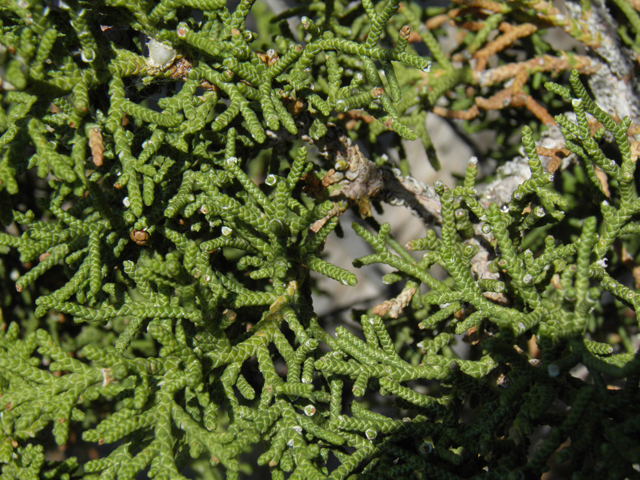 Juniperus osteosperma (Utah juniper) #77484